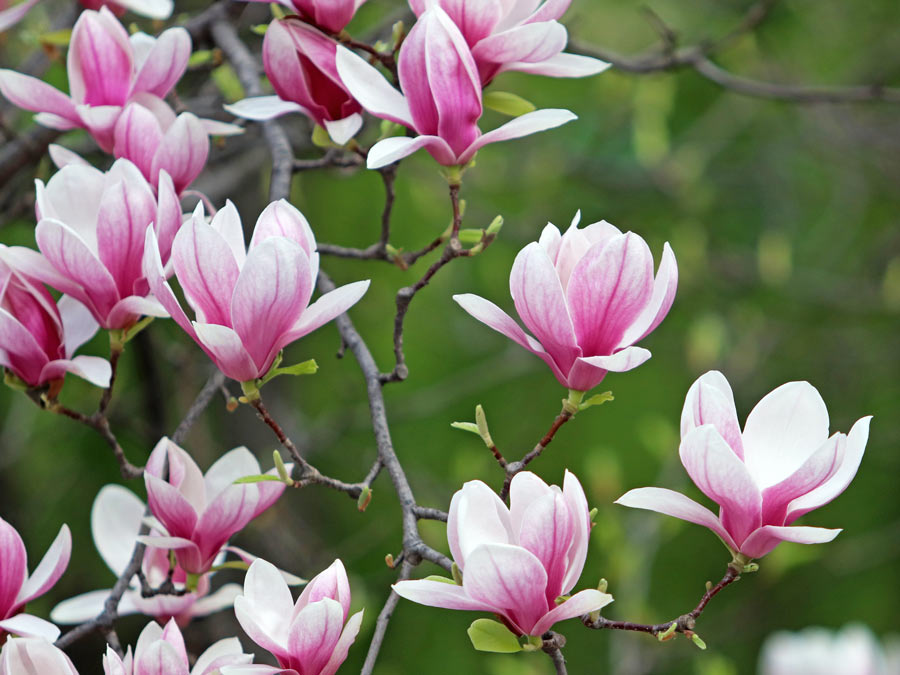 Magnolia soulangiana – „einfache“ Tulpenmagnolie